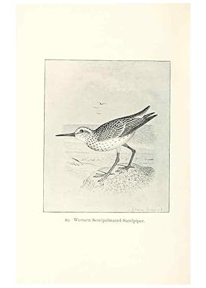 Image du vendeur pour Reproduccin/Reproduction 40455238835: North American shore birds;. New York :F.P. Harper,1895. mis en vente par EL BOLETIN
