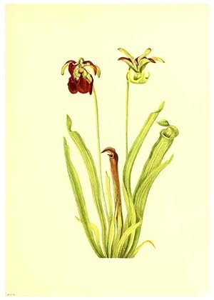 Seller image for Reproduccin/Reproduction 39787317083: Illustrations of North American pitcherplants,. Washington, D.C.,The Smithsonian Institution,1935. for sale by EL BOLETIN