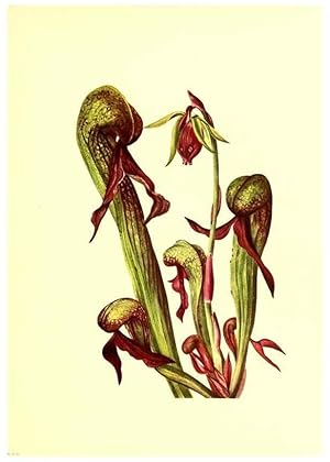 Seller image for Reproduccin/Reproduction 45837409115: Illustrations of North American pitcherplants,. Washington, D.C.,The Smithsonian Institution,1935. for sale by EL BOLETIN