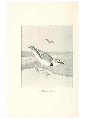 Image du vendeur pour Reproduccin/Reproduction 40455320145: North American shore birds;. New York :F.P. Harper,1895. mis en vente par EL BOLETIN