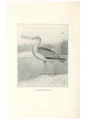 Seller image for Reproduccin/Reproduction 40637013604: North American shore birds;. New York :F.P. Harper,1895. for sale by EL BOLETIN