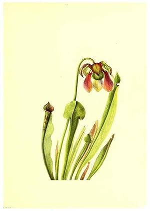 Seller image for Reproduccin/Reproduction 45837417325: Illustrations of North American pitcherplants,. Washington, D.C.,The Smithsonian Institution,1935. for sale by EL BOLETIN