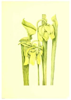 Seller image for Reproduccin/Reproduction 39787313313: Illustrations of North American pitcherplants,. Washington, D.C.,The Smithsonian Institution,1935. for sale by EL BOLETIN