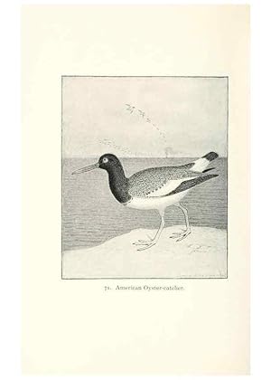 Image du vendeur pour Reproduccin/Reproduction 40455346925: North American shore birds;. New York :F.P. Harper,1895. mis en vente par EL BOLETIN