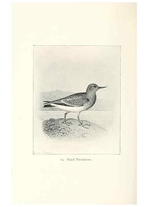 Seller image for Reproduccin/Reproduction 41350510361: North American shore birds;. New York :F.P. Harper,1895. for sale by EL BOLETIN