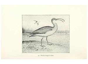 Image du vendeur pour Reproduccin/Reproduction 26479573597: North American shore birds;. New York :F.P. Harper,1895. mis en vente par EL BOLETIN