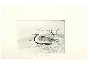 Seller image for Reproduccin/Reproduction 27479200138: North American shore birds;. New York :F.P. Harper,1895. for sale by EL BOLETIN