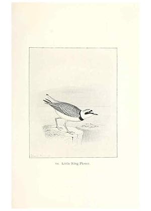 Bild des Verkufers fr Reproduccin/Reproduction 26479591777: North American shore birds;. New York :F.P. Harper,1895. zum Verkauf von EL BOLETIN