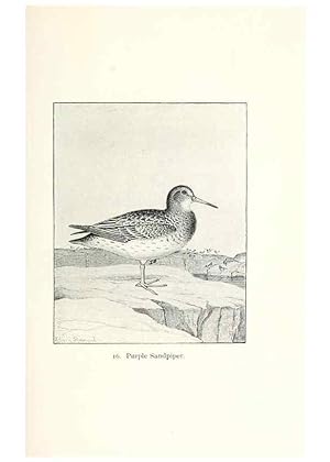 Seller image for Reproduccin/Reproduction 27479134868: North American shore birds;. New York :F.P. Harper,1895. for sale by EL BOLETIN