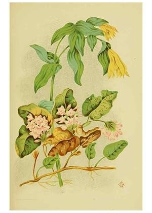Immagine del venditore per Reproduccin/Reproduction 46713237362: Studies of plant life in Canada;. Ottawa,A.S. Woodburn,1885. venduto da EL BOLETIN