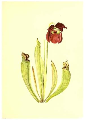 Seller image for Reproduccin/Reproduction 45837419325: Illustrations of North American pitcherplants,. Washington, D.C.,The Smithsonian Institution,1935. for sale by EL BOLETIN