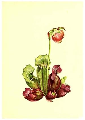 Seller image for Reproduccin/Reproduction 32877295838: Illustrations of North American pitcherplants,. Washington, D.C.,The Smithsonian Institution,1935. for sale by EL BOLETIN