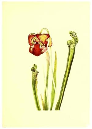 Seller image for Reproduccin/Reproduction 46752814131: Illustrations of North American pitcherplants,. Washington, D.C.,The Smithsonian Institution,1935. for sale by EL BOLETIN