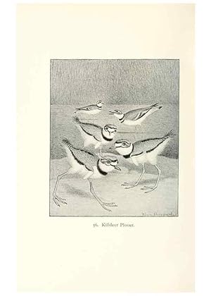 Image du vendeur pour Reproduccin/Reproduction 41350483141: North American shore birds;. New York :F.P. Harper,1895. mis en vente par EL BOLETIN