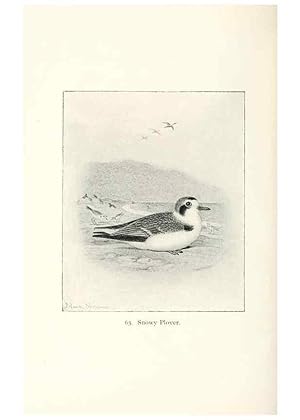 Image du vendeur pour Reproduccin/Reproduction 41350496381: North American shore birds;. New York :F.P. Harper,1895. mis en vente par EL BOLETIN