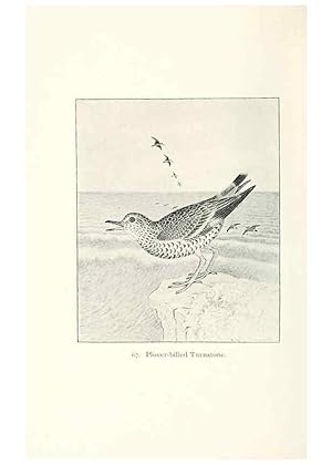 Bild des Verkufers fr Reproduccin/Reproduction 40455325095: North American shore birds;. New York :F.P. Harper,1895. zum Verkauf von EL BOLETIN