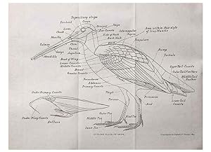 Image du vendeur pour Reproduccin/Reproduction 40636943304: North American shore birds;. New York :F.P. Harper,1895. mis en vente par EL BOLETIN
