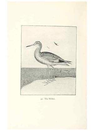 Bild des Verkufers fr Reproduccin/Reproduction 41307786222: North American shore birds;. New York :F.P. Harper,1895. zum Verkauf von EL BOLETIN