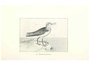 Bild des Verkufers fr Reproduccin/Reproduction 41350463171: North American shore birds;. New York :F.P. Harper,1895. zum Verkauf von EL BOLETIN