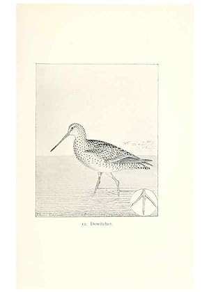 Bild des Verkufers fr Reproduccin/Reproduction 40636963574: North American shore birds;. New York :F.P. Harper,1895. zum Verkauf von EL BOLETIN