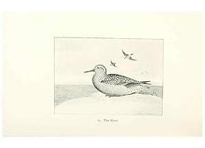 Bild des Verkufers fr Reproduccin/Reproduction 27479132708: North American shore birds;. New York :F.P. Harper,1895. zum Verkauf von EL BOLETIN