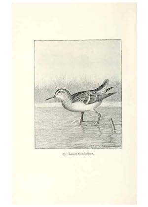 Bild des Verkufers fr Reproduccin/Reproduction 40636992344: North American shore birds;. New York :F.P. Harper,1895. zum Verkauf von EL BOLETIN