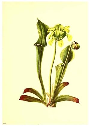 Seller image for Reproduccin/Reproduction 46027773304: Illustrations of North American pitcherplants,. Washington, D.C.,The Smithsonian Institution,1935. for sale by EL BOLETIN