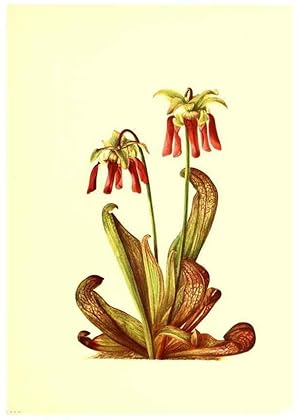 Seller image for Reproduccin/Reproduction 46699877122: Illustrations of North American pitcherplants,. Washington, D.C.,The Smithsonian Institution,1935. for sale by EL BOLETIN