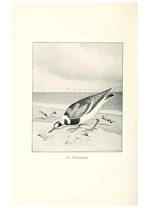 Bild des Verkufers fr Reproduccin/Reproduction 27479225678: North American shore birds;. New York :F.P. Harper,1895. zum Verkauf von EL BOLETIN