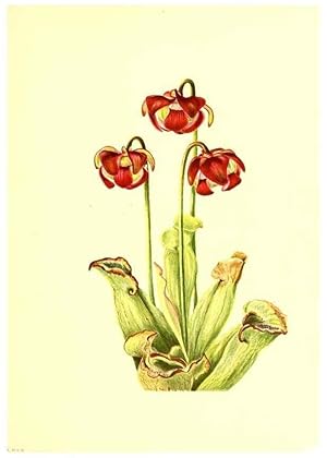 Seller image for Reproduccin/Reproduction 46752816671: Illustrations of North American pitcherplants,. Washington, D.C.,The Smithsonian Institution,1935. for sale by EL BOLETIN