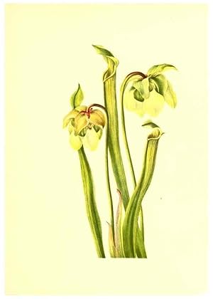 Seller image for Reproduccin/Reproduction 32877289908: Illustrations of North American pitcherplants,. Washington, D.C.,The Smithsonian Institution,1935. for sale by EL BOLETIN