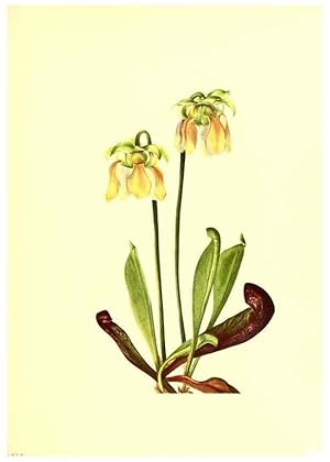 Seller image for Reproduccin/Reproduction 46699881592: Illustrations of North American pitcherplants,. Washington, D.C.,The Smithsonian Institution,1935. for sale by EL BOLETIN