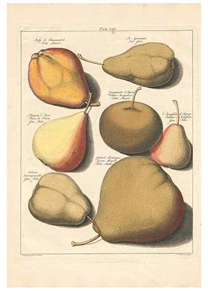 Image du vendeur pour Reproduccin/Reproduction 27409164787: Pomologia :. Te Leeuwarden, :By Abraham Ferwerda, .,1758. mis en vente par EL BOLETIN