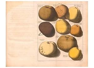 Bild des Verkufers fr Reproduccin/Reproduction 41378182745: Pomologie,. Amsterdam,M. Mage?rus,1771. zum Verkauf von EL BOLETIN