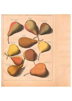 Image du vendeur pour Reproduccin/Reproduction 42280202431: Pomologie,. Amsterdam,M. Mage?rus,1771. mis en vente par EL BOLETIN