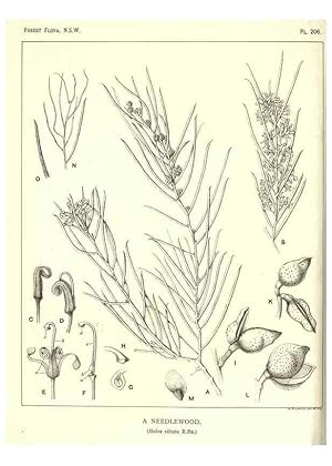 Seller image for Reproduccin/Reproduction 46930643661: The forest flora of New South Wales /. Sydney :W. A. Gullick,1902-1925. for sale by EL BOLETIN