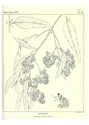 Image du vendeur pour Reproduccin/Reproduction 46016605035: The forest flora of New South Wales /. Sydney :W. A. Gullick,1902-1925. mis en vente par EL BOLETIN