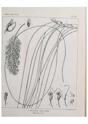 Seller image for Reproduccin/Reproduction 39966107533: The forest flora of New South Wales /. Sydney :W. A. Gullick,1902-1925. for sale by EL BOLETIN