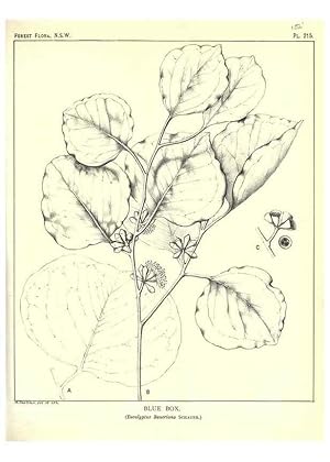 Seller image for Reproduccin/Reproduction 46878441292: The forest flora of New South Wales /. Sydney :W. A. Gullick,1902-1925. for sale by EL BOLETIN