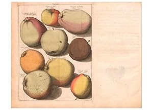 Image du vendeur pour Reproduccin/Reproduction 28407210258: Pomologie,. Amsterdam,M. Mage?rus,1771. mis en vente par EL BOLETIN