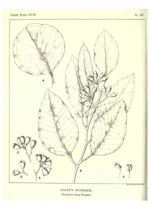 Immagine del venditore per Reproduccin/Reproduction 39966165973: The forest flora of New South Wales /. Sydney :W. A. Gullick,1902-1925. venduto da EL BOLETIN