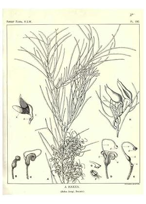 Seller image for Reproduccin/Reproduction 33055176228: The forest flora of New South Wales /. Sydney :W. A. Gullick,1902-1925. for sale by EL BOLETIN