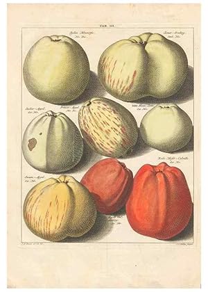 Bild des Verkufers fr Reproduccin/Reproduction 40472756990: Pomologia :. Te Leeuwarden, :By Abraham Ferwerda, .,1758. zum Verkauf von EL BOLETIN