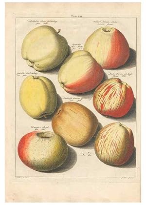 Image du vendeur pour Reproduccin/Reproduction 42233049172: Pomologia :. Te Leeuwarden, :By Abraham Ferwerda, .,1758. mis en vente par EL BOLETIN