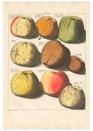 Bild des Verkufers fr Reproduccin/Reproduction 42233056592: Pomologia :. Te Leeuwarden, :By Abraham Ferwerda, .,1758. zum Verkauf von EL BOLETIN