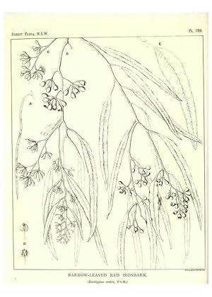 Immagine del venditore per Reproduccin/Reproduction 39966158473: The forest flora of New South Wales /. Sydney :W. A. Gullick,1902-1925. venduto da EL BOLETIN