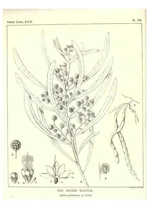 Immagine del venditore per Reproduccin/Reproduction 46930637191: The forest flora of New South Wales /. Sydney :W. A. Gullick,1902-1925. venduto da EL BOLETIN