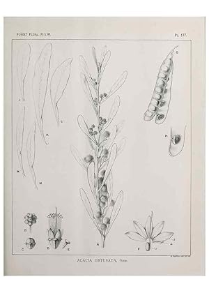 Immagine del venditore per Reproduccin/Reproduction 46878377252: The forest flora of New South Wales /. Sydney :W. A. Gullick,1902-1925. venduto da EL BOLETIN