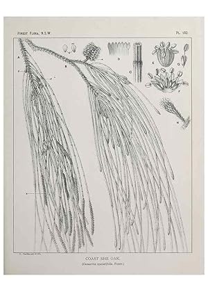 Seller image for Reproduccin/Reproduction 46205897164: The forest flora of New South Wales /. Sydney :W. A. Gullick,1902-1925. for sale by EL BOLETIN