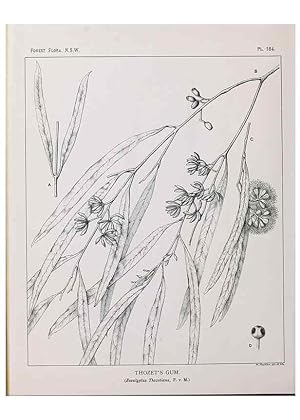 Image du vendeur pour Reproduccin/Reproduction 31989584407: The forest flora of New South Wales /. Sydney :W. A. Gullick,1902-1925. mis en vente par EL BOLETIN